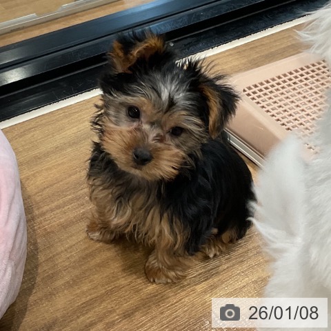 埼玉県のヨークシャーテリア (ペッツワン 新座店/2025年10月22日生まれ/男の子/スチールブルータン)の子犬の4枚目の画像