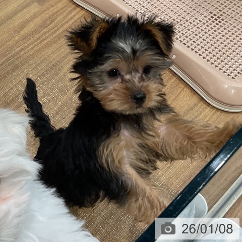 埼玉県のヨークシャーテリア (ペッツワン 新座店/2025年10月22日生まれ/男の子/スチールブルータン)の子犬の3枚目の画像