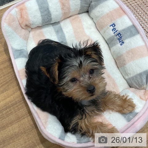 埼玉県のヨークシャーテリア (ペッツワン 新座店/2025年10月22日生まれ/男の子/スチールブルータン)の子犬の3枚目の画像