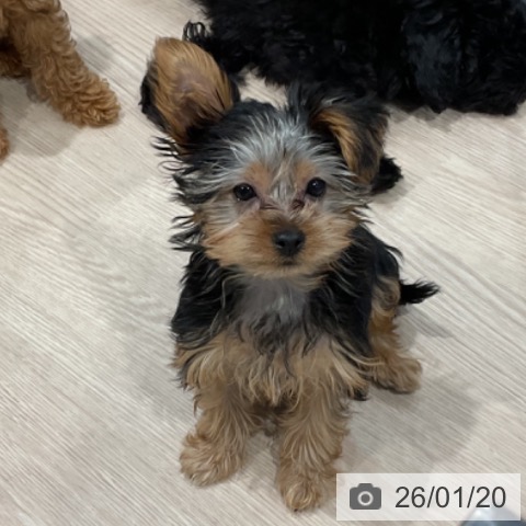 埼玉県のヨークシャーテリア (ペッツワン 新座店/2025年10月22日生まれ/男の子/スチールブルータン)の子犬の4枚目の画像