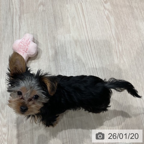 埼玉県のヨークシャーテリア (ペッツワン 新座店/2025年10月22日生まれ/男の子/スチールブルータン)の子犬の3枚目の画像