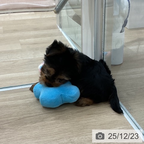 福岡県のヨークシャーテリア (ペットプラス 八幡東店/2025年10月22日生まれ/男の子/スチールブルータン)の子犬の4枚目の画像