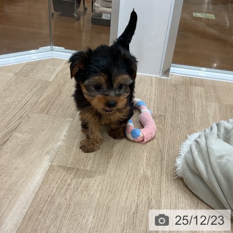 福岡県のヨークシャーテリア (ペットプラス 八幡東店/2025年10月22日生まれ/男の子/スチールブルータン)の子犬の3枚目の画像