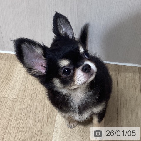 埼玉県のチワワ(ロング) (ペットプラス ピオニウォーク東松山店/2025年10月18日生まれ/男の子/ブラックタンホワイト)の子犬の4枚目の画像