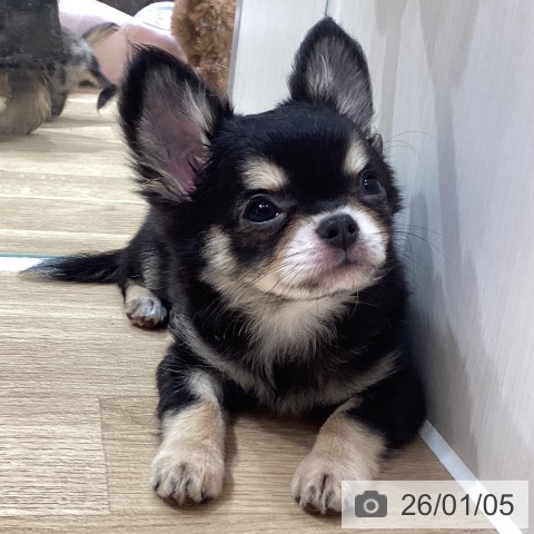 埼玉県のチワワ(ロング) (ペットプラス ピオニウォーク東松山店/2025年10月18日生まれ/男の子/ブラックタンホワイト)の子犬の3枚目の画像