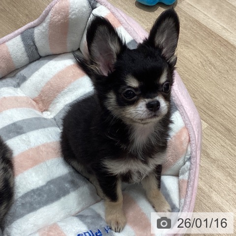 埼玉県のチワワ(ロング) (ペットプラス ピオニウォーク東松山店/2025年10月18日生まれ/男の子/ブラックタンホワイト)の子犬の4枚目の画像