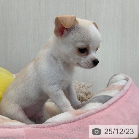 福岡県のチワワ(ロング) (ペットプラス ららぽーと福岡店/2025年10月22日生まれ/男の子/クリームホワイト)の子犬の4枚目の画像