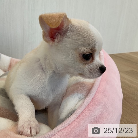 福岡県のチワワ(ロング) (ペットプラス ららぽーと福岡店/2025年10月22日生まれ/男の子/クリームホワイト)の子犬の3枚目の画像