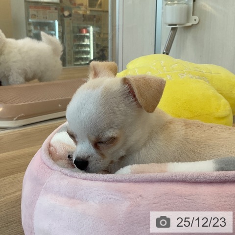 福岡県のチワワ(ロング) (ペットプラス 小倉南店/2025年10月22日生まれ/男の子/クリームホワイト)の子犬の3枚目の画像