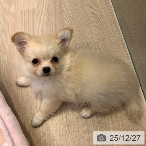 千葉県のチワワ(ロング) (ペットプラス 幕張新都心店/2025年10月22日生まれ/男の子/クリームホワイト)の子犬の3枚目の画像