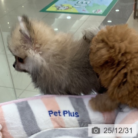 福岡県のポメラニアン (ペットプラス 福岡店/2025年10月22日生まれ/男の子/オレンジセーブル)の子犬の4枚目の画像