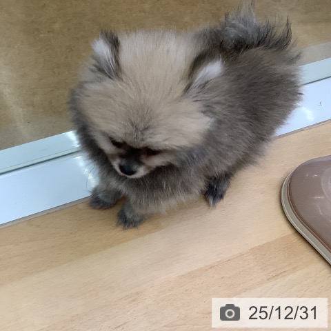 福岡県のポメラニアン (ペットプラス ららぽーと福岡店/2025年10月22日生まれ/男の子/オレンジセーブル)の子犬の4枚目の画像