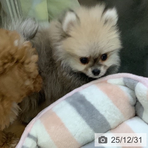 福岡県のポメラニアン (ペットプラス 福岡店/2025年10月22日生まれ/男の子/オレンジセーブル)の子犬の3枚目の画像