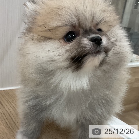 ポメラニアンの写真