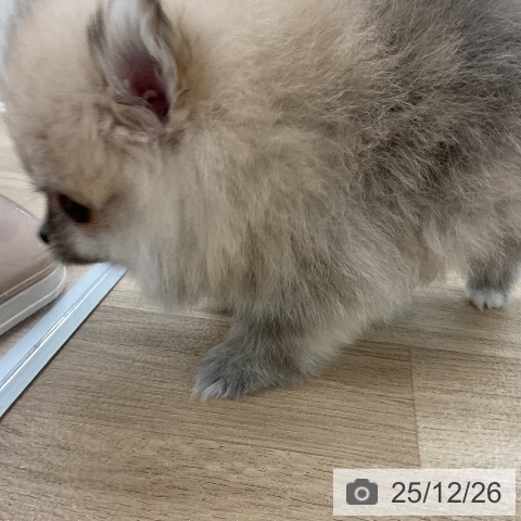 ポメラニアンの写真