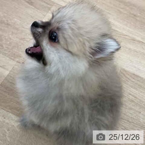 ポメラニアンの写真