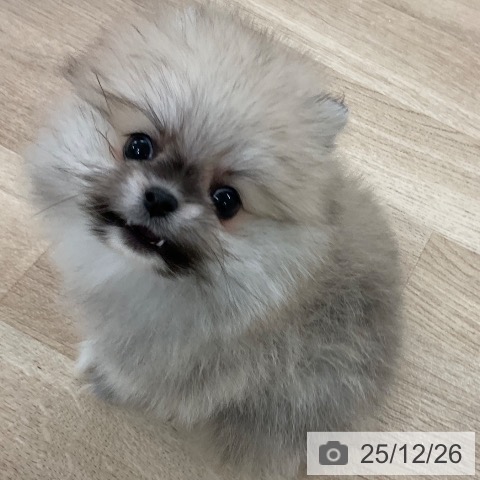 ポメラニアンの写真