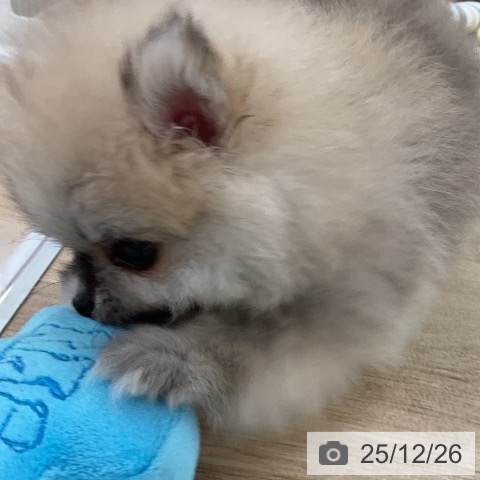 ポメラニアンの写真