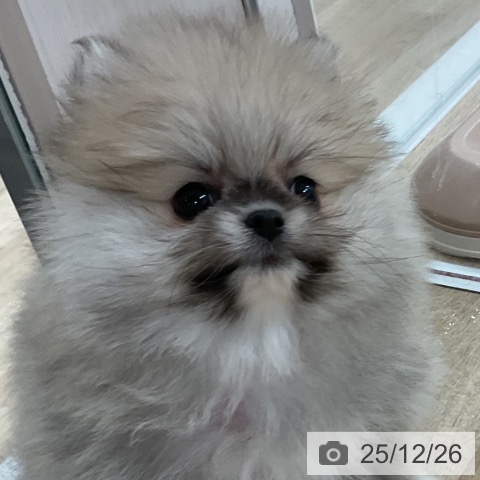 ポメラニアンの写真