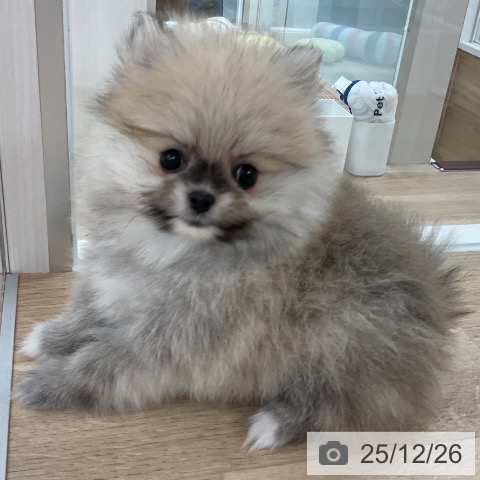 ポメラニアンの写真