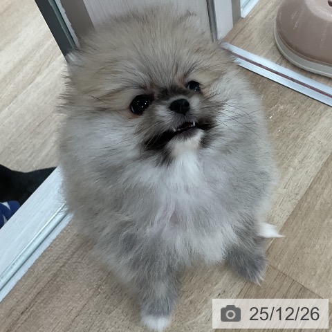 ポメラニアンの写真