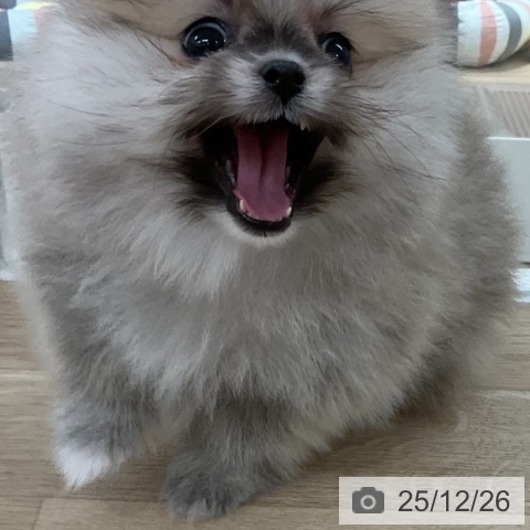 ポメラニアンの写真