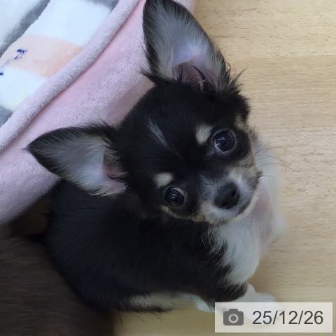 福岡県のチワワ(ロング) (ペットプラス 福岡店/2025年10月21日生まれ/男の子/ブラックタン)の子犬の4枚目の画像