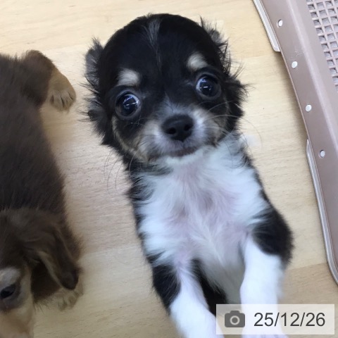 福岡県のチワワ(ロング) (ペットプラス 福岡店/2025年10月21日生まれ/男の子/ブラックタン)の子犬の3枚目の画像