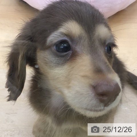 ミニチュア・ダックスフンドの写真