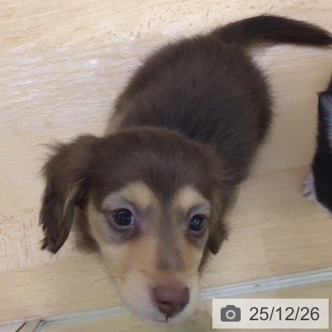 ミニチュア・ダックスフンドの写真