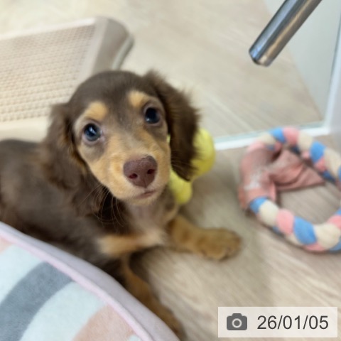 東京都のミニチュアダックスフンド(ロング) (ペットプラス 多摩平の森店/2025年10月22日生まれ/男の子/チョコレートタン)の子犬の4枚目の画像