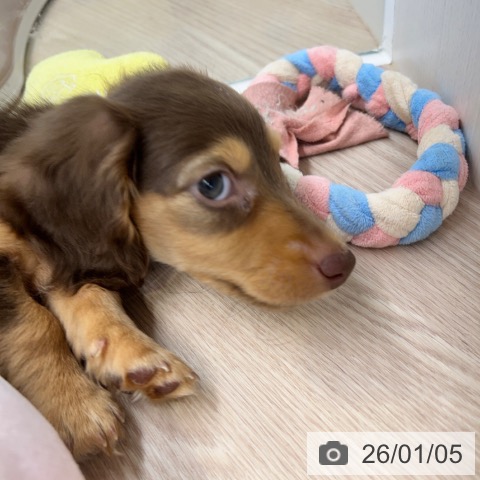 東京都のミニチュアダックスフンド(ロング) (ペットプラス 多摩平の森店/2025年10月22日生まれ/男の子/チョコレートタン)の子犬の3枚目の画像