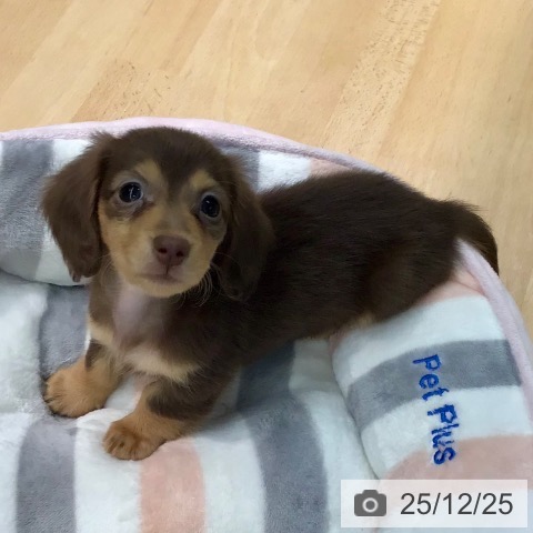 熊本県のミニチュアダックスフンド(ロング) (ペットプラス 熊本店/2025年10月22日生まれ/女の子/チョコレートタン)の子犬の4枚目の画像