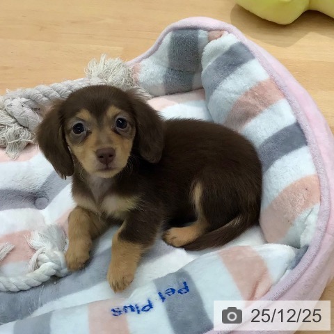 熊本県のミニチュアダックスフンド(ロング) (ペットプラス 熊本店/2025年10月22日生まれ/女の子/チョコレートタン)の子犬の3枚目の画像