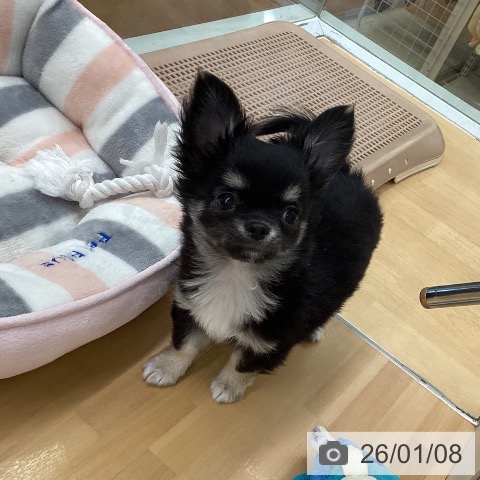 福岡県のチワワ(ロング) (ペットプラス 黒崎店/2025年10月20日生まれ/男の子/ブラックタンホワイト)の子犬の3枚目の画像