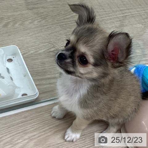 長崎県のチワワ(ロング) (ペットプラス 長崎店/2025年10月20日生まれ/男の子/フォーンホワイト)の子犬の4枚目の画像