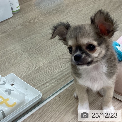 長崎県のチワワ(ロング) (ペットプラス 長崎店/2025年10月20日生まれ/男の子/フォーンホワイト)の子犬の3枚目の画像