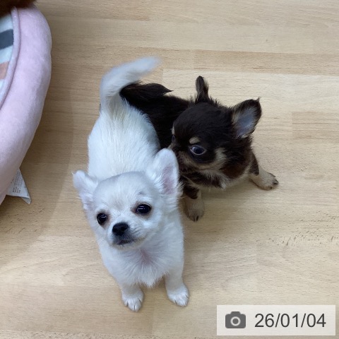 福岡県のチワワ(ロング) (ペットプラス MARK IS 福岡ももち店/2025年10月20日生まれ/女の子/クリームホワイト)の子犬の4枚目の画像