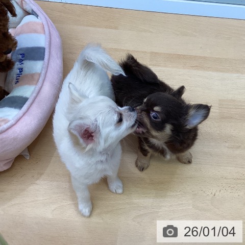 福岡県のチワワ(ロング) (ペットプラス MARK IS 福岡ももち店/2025年10月20日生まれ/女の子/クリームホワイト)の子犬の3枚目の画像