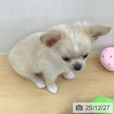 青森県のチワワ(ロング) (ペットプラス 青森浜田店/2025年10月20日生まれ/女の子/クリームホワイト)の子犬の4枚目の画像