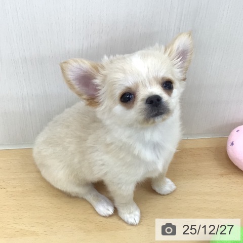 青森県のチワワ(ロング) (ペットプラス 青森浜田店/2025年10月20日生まれ/女の子/クリームホワイト)の子犬の3枚目の画像