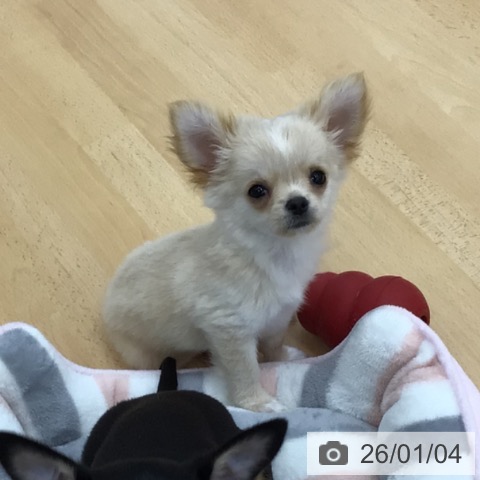 青森県のチワワ(ロング) (ペットプラス 青森浜田店/2025年10月20日生まれ/女の子/クリームホワイト)の子犬の4枚目の画像