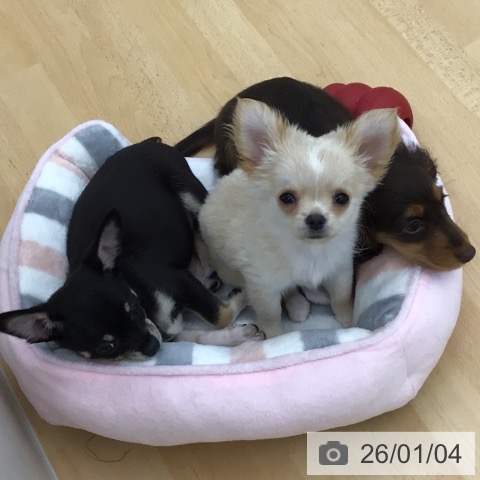 青森県のチワワ(ロング) (ペットプラス 青森浜田店/2025年10月20日生まれ/女の子/クリームホワイト)の子犬の3枚目の画像