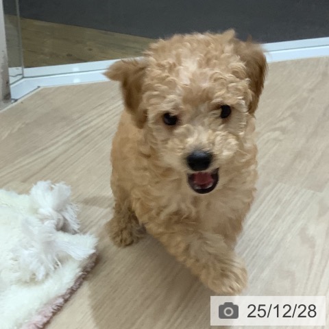 沖縄県のトイプードル(トイ) (ペットプラス 南風原店/2025年10月20日生まれ/男の子/アプリコット)の子犬の4枚目の画像