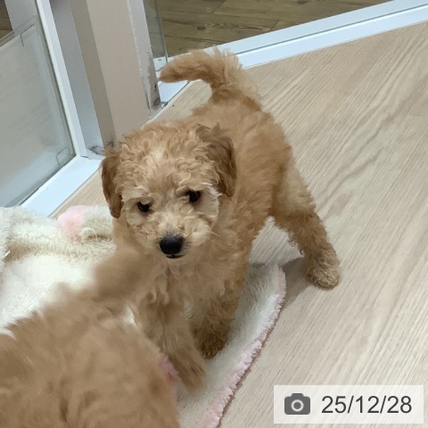 沖縄県のトイプードル(トイ) (ペットプラス 南風原店/2025年10月20日生まれ/男の子/アプリコット)の子犬の3枚目の画像