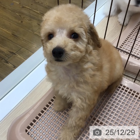 沖縄県のトイプードル(トイ) (ペットプラス 南風原店/2025年10月20日生まれ/男の子/アプリコット)の子犬の3枚目の画像