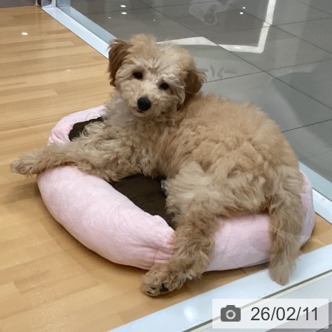 福岡県のトイプードル(トイ) (ペットプラス 黒崎店/2025年10月20日生まれ/男の子/アプリコット)の子犬の3枚目の画像