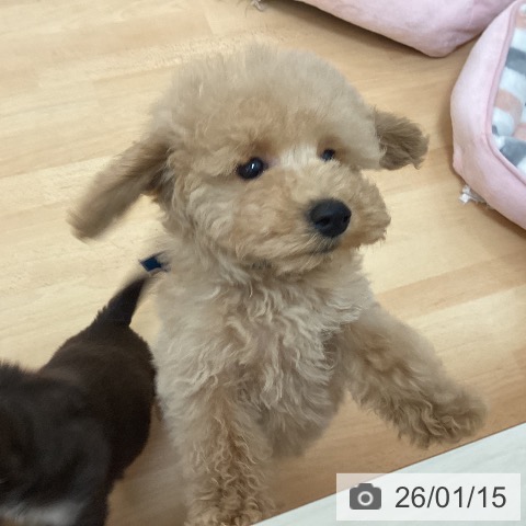 福岡県のトイプードル(トイ) (ペットプラス 福岡伊都店/2025年10月19日生まれ/男の子/アプリコット)の子犬の4枚目の画像