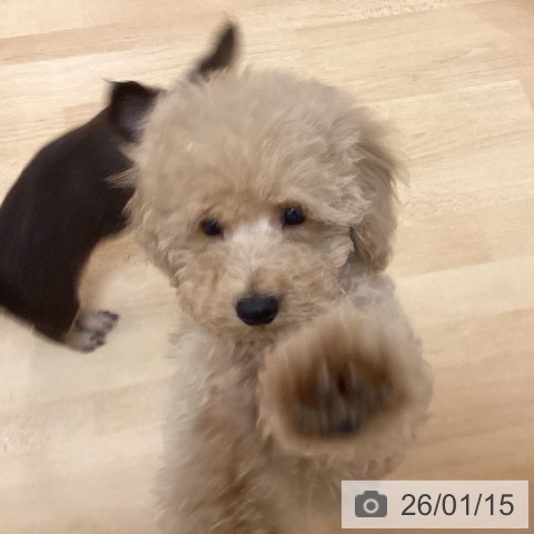 福岡県のトイプードル(トイ) (ペットプラス 福岡伊都店/2025年10月19日生まれ/男の子/アプリコット)の子犬の3枚目の画像