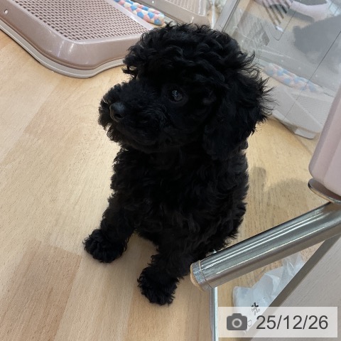 福岡県のトイプードル(トイ) (ペットプラス 福岡店/2025年10月19日生まれ/女の子/ブラック)の子犬の4枚目の画像
